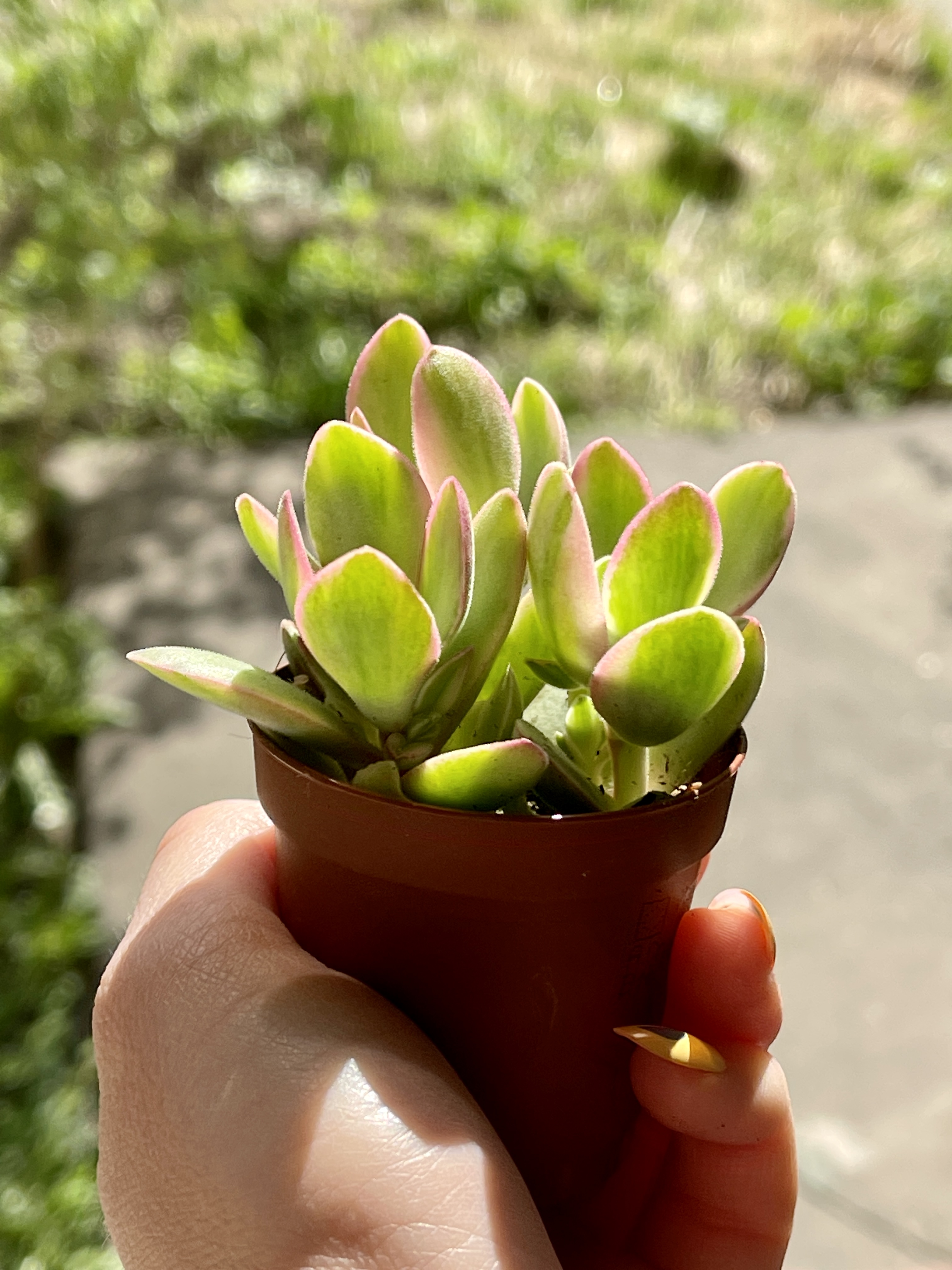 Крассула Мани Мейкер Вариегатная (Crassula Moneymaker Varigated) D5см