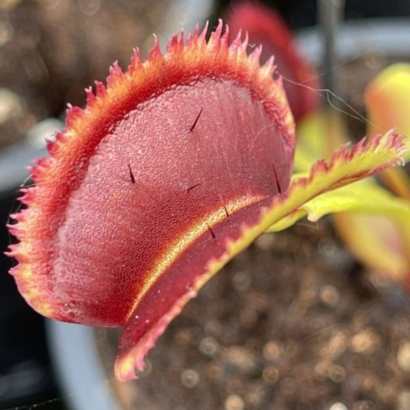 Семена Венериной Мухоловки Короткозубая (Dionaea Muscipula Short Teeth), 15шт