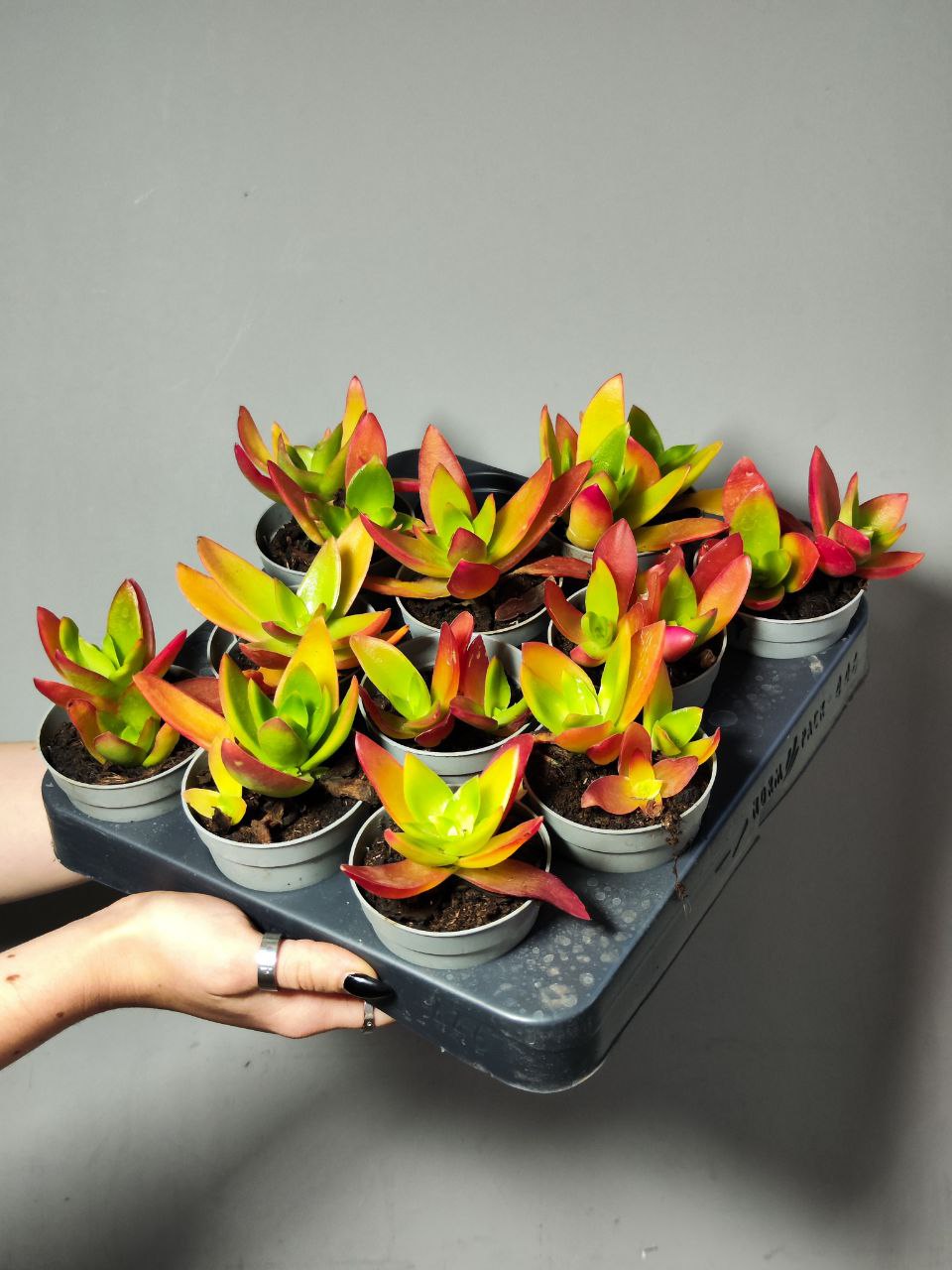 Крассула Капителла Кэмпфайер Ред (Crassula Capitella Campfire Red) D6,5см