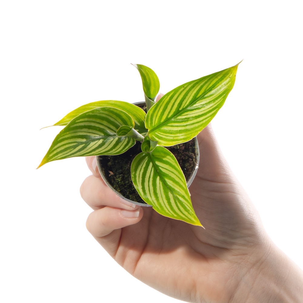 Калатея Витатта (Calathea Species Vittata) D6см