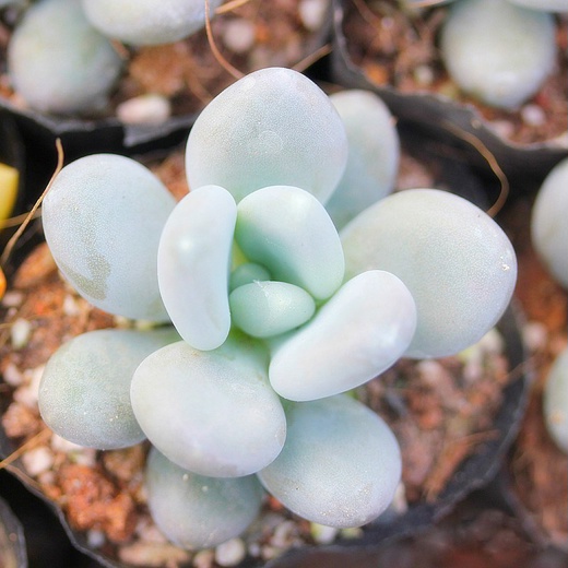 Пахифитум Яйценосный (Pachyphytum Oviferum) D6,5см