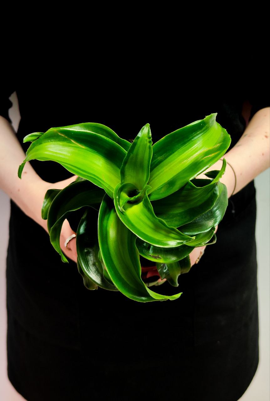 Драцена Твист (Dracaena Fragrans Dragontree Twist) D12см
