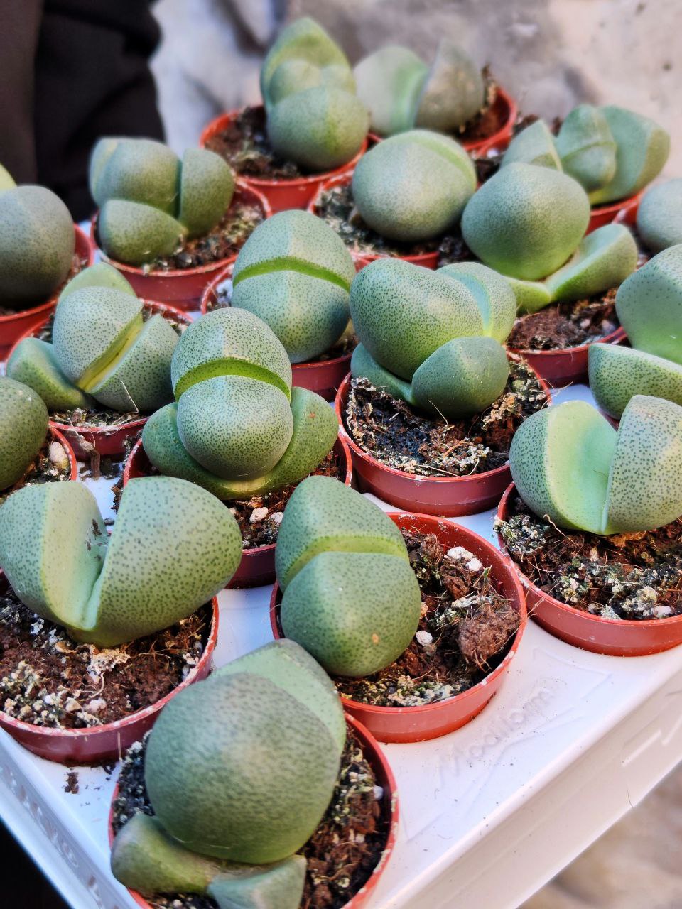 Плейоспилос Нелли Одиночный (Pleiospilos Nelii) D5см