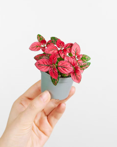 Гипоэстес Листоколосковый Ред (Hypoestes Phyllostachya Red) D6см