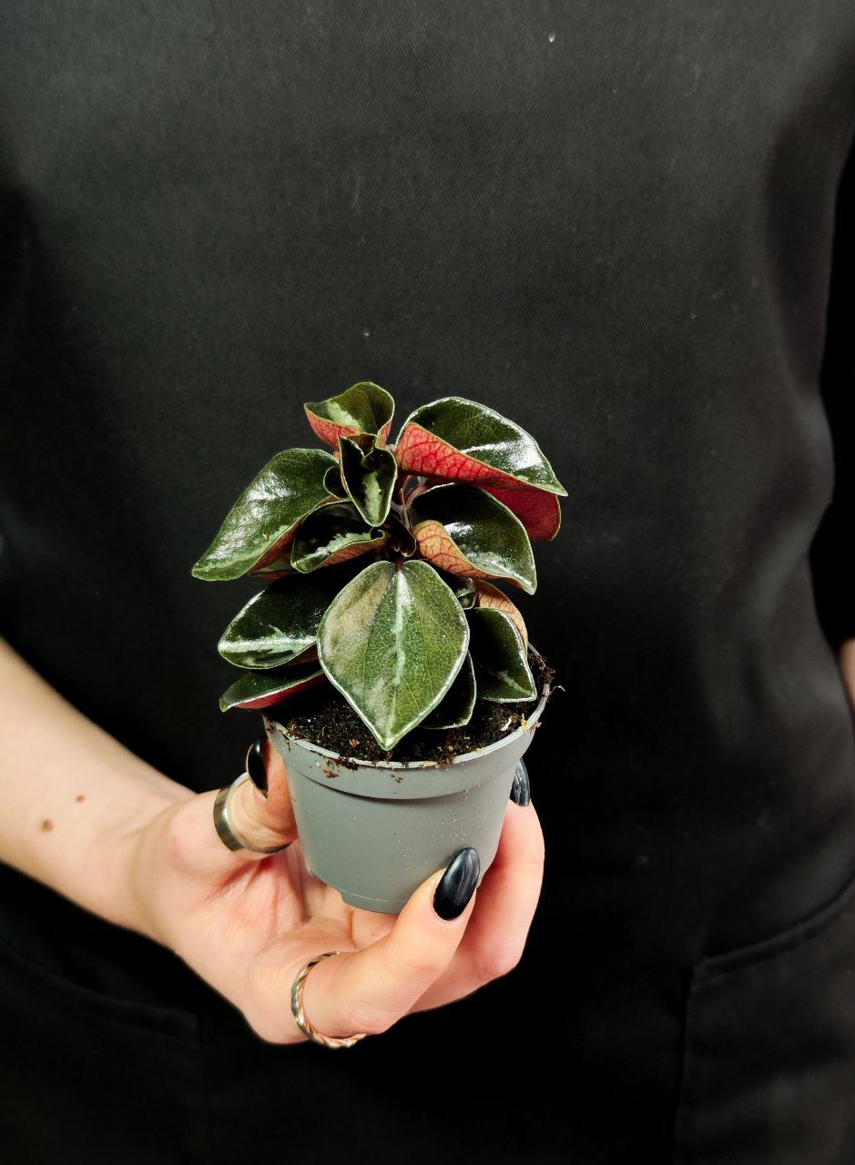 Пеперомия Колумбиана (Peperomia Metallica Columbiana) D5см
