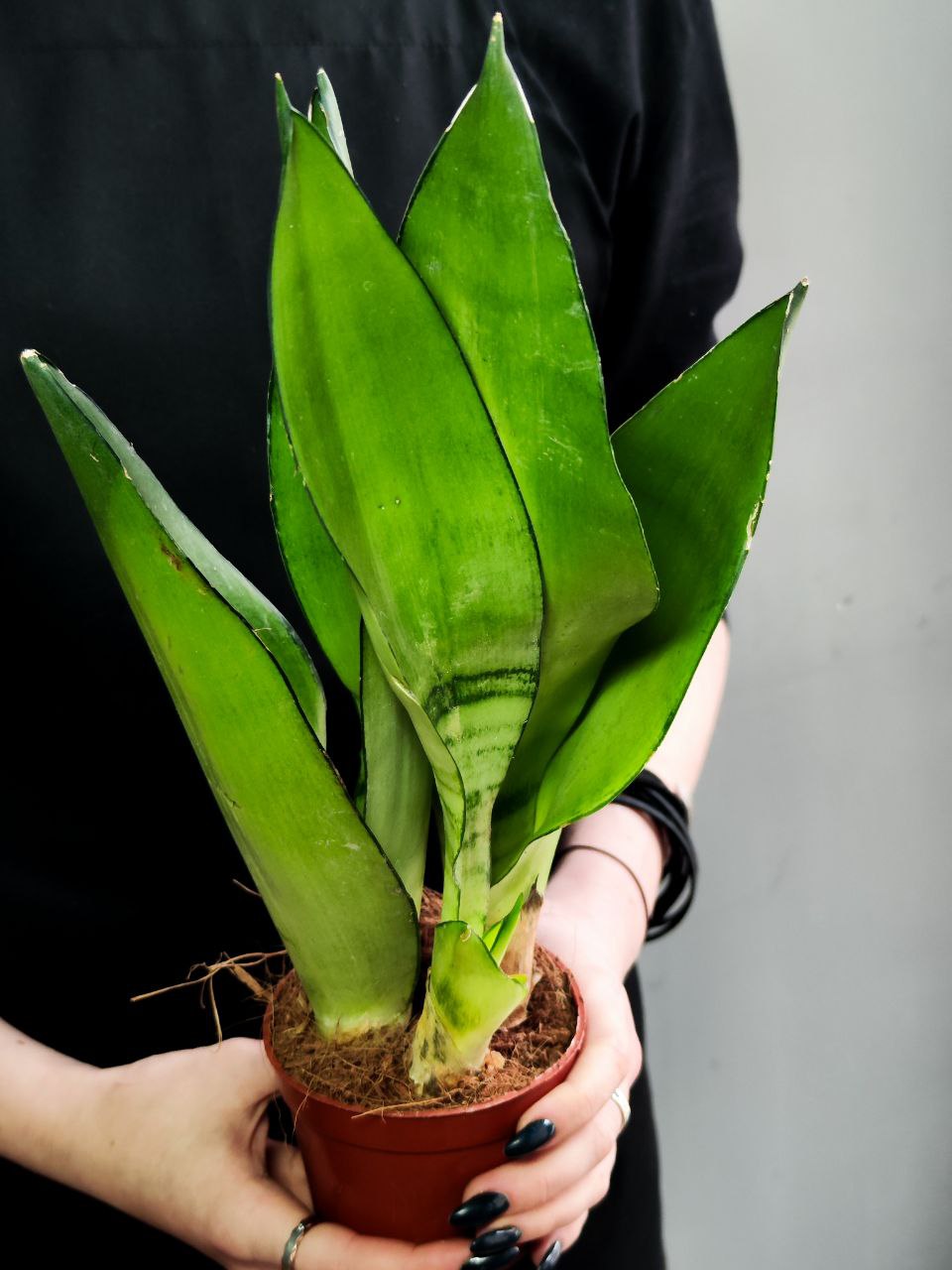 Сансевиерия Муншайн (Sansevieria Moonshine) D9см