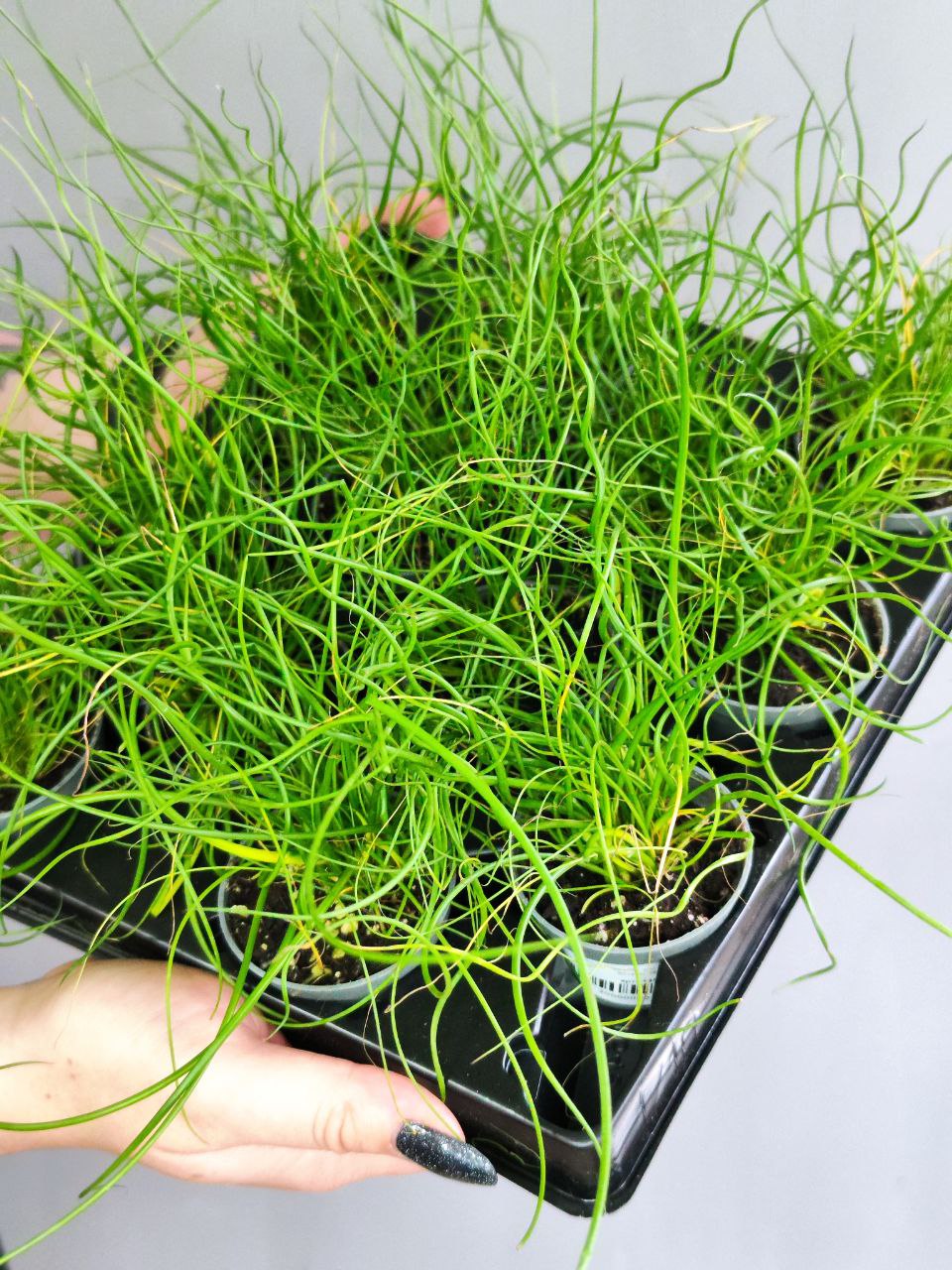 Джункус Спиралис, или Ситник (Juncus Spiralis) D6см