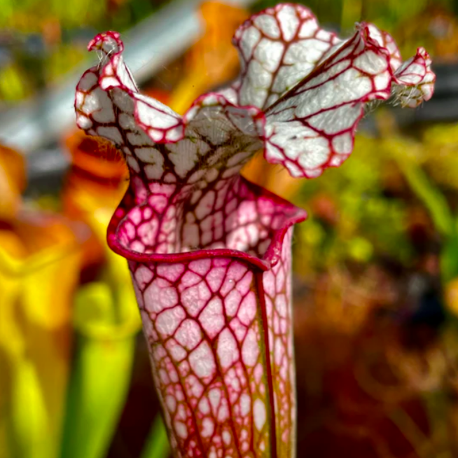 Саррацения Лейкофилла Красная (Sarracenia Leucophylla Red) D9см