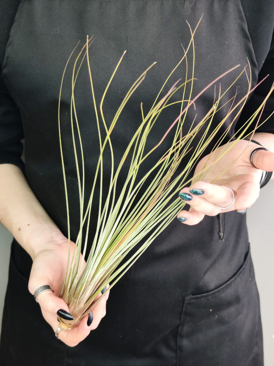 Тилландсия Ситниковая (Tillandsia Juncea)