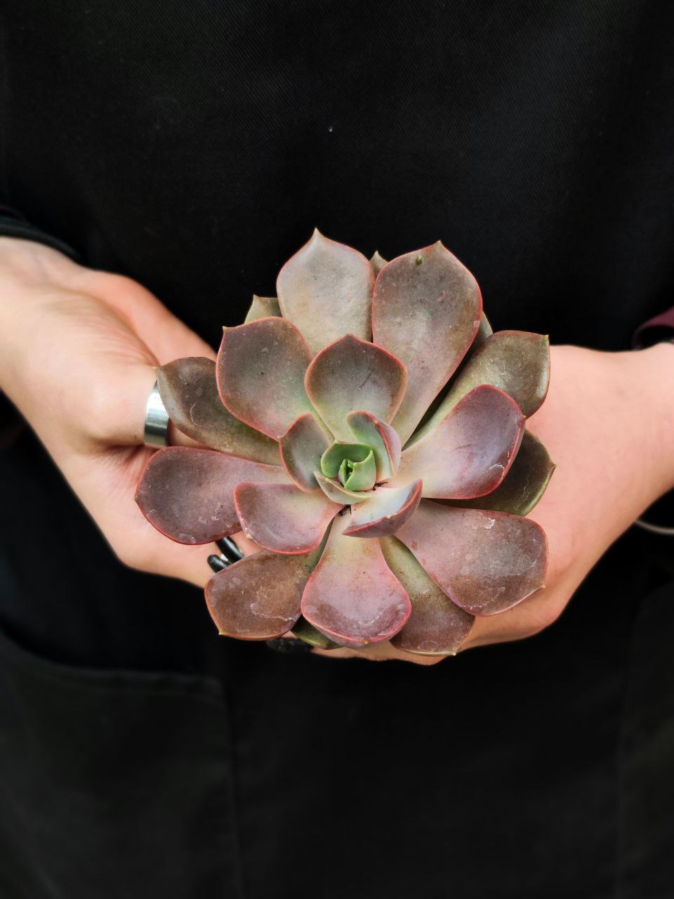 Эхеверия Нина (Echeveria Nina) D5см