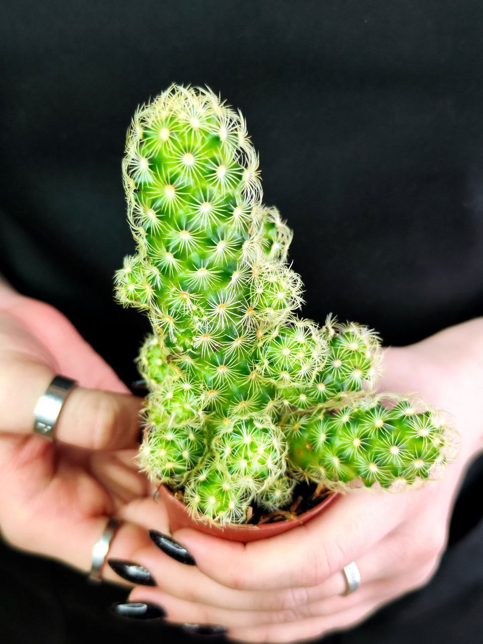 Кактус Маммиллярия Элоганта, или Удлиненная (Cactus Elongata) D5см