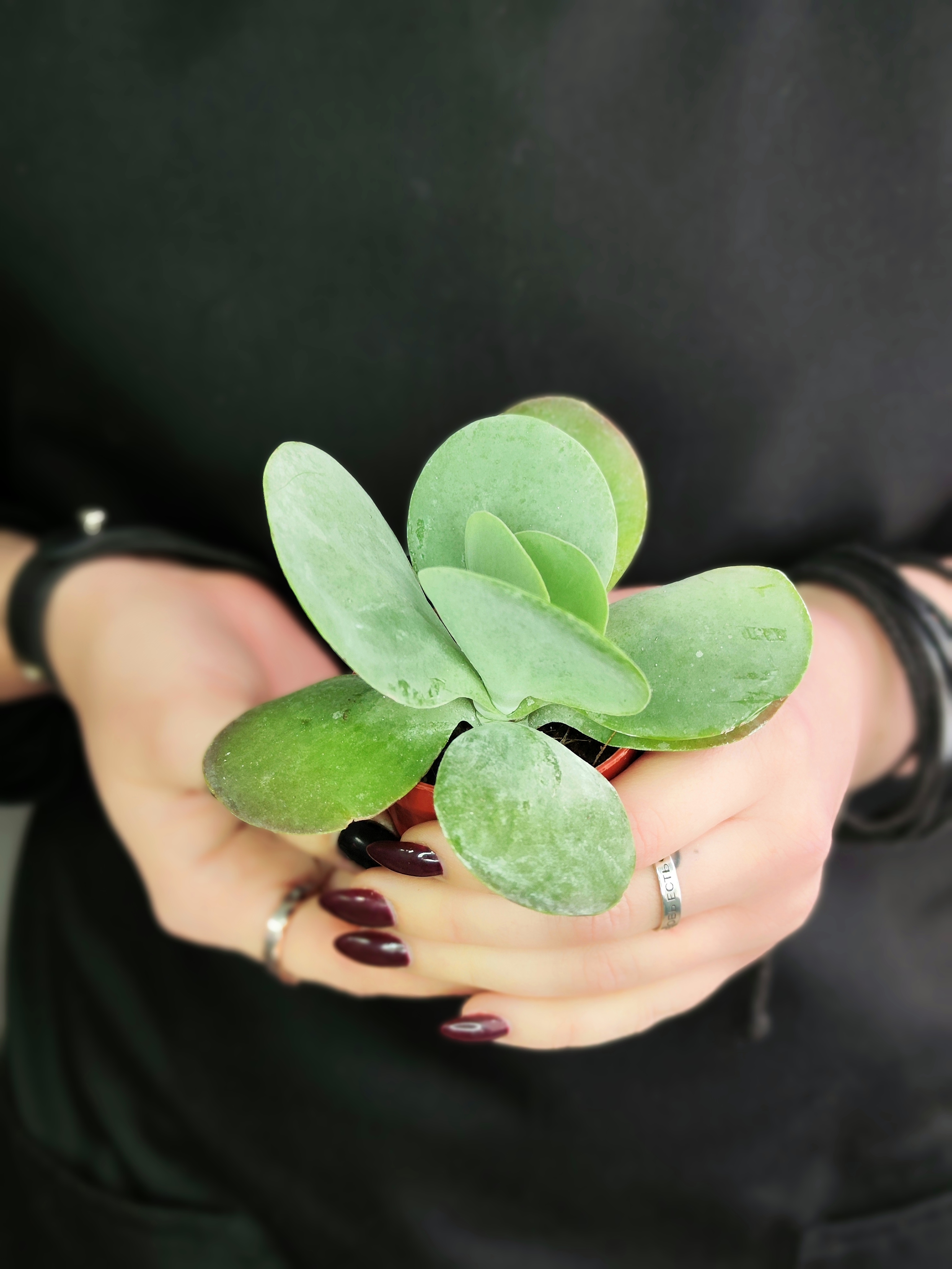 Каланхоэ Тирсифлора Грин Липс  (Kalanchoe Thyrsiflora Green Lips) D5см