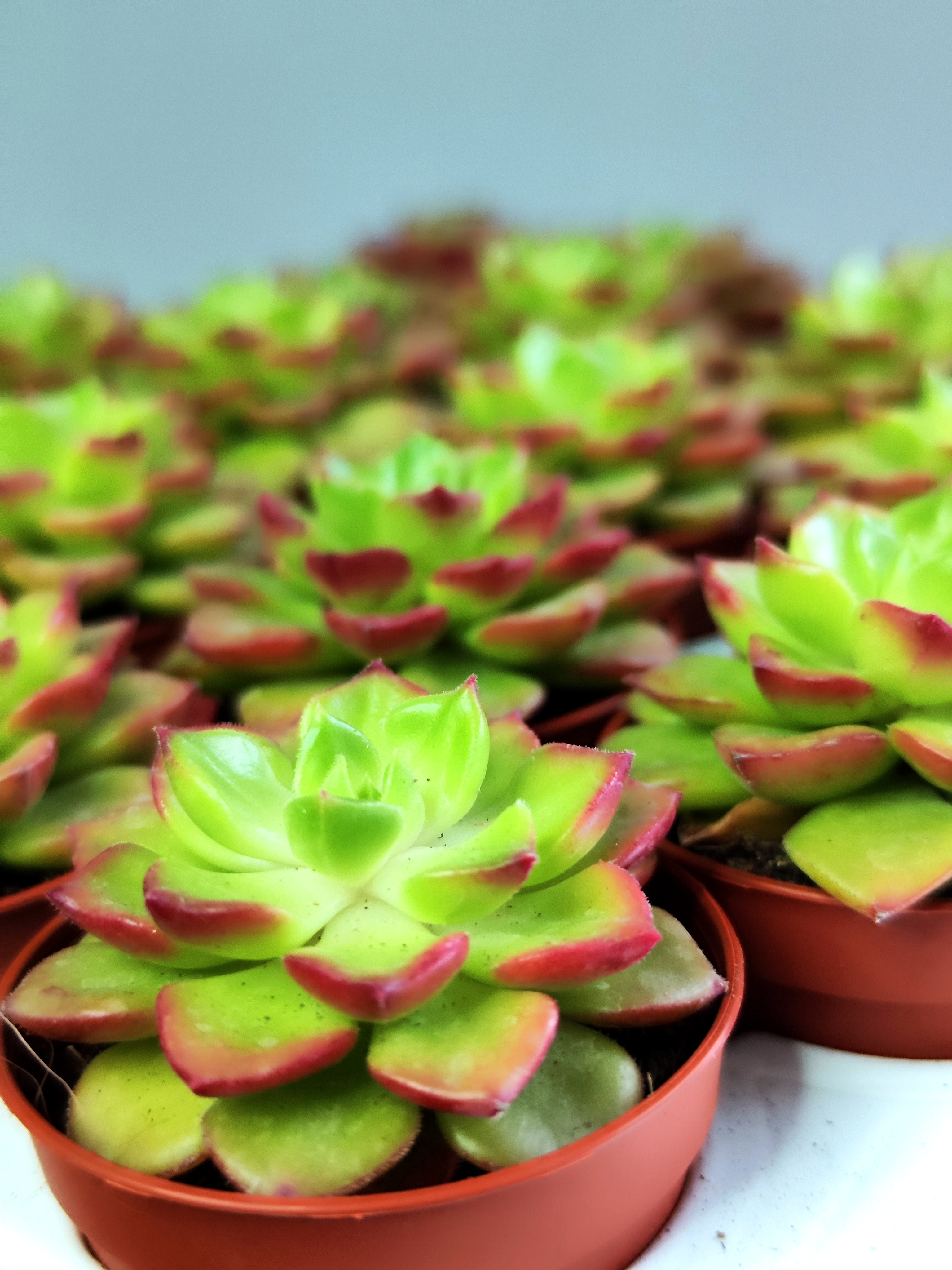 Эхеверия Аффинис Ред (Echeveria Affinis Red) D5см