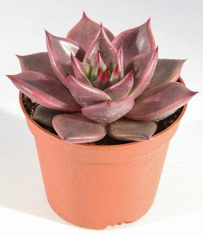 Эхеверия Таурус (Echeveria Agavoides Taurus) D5см