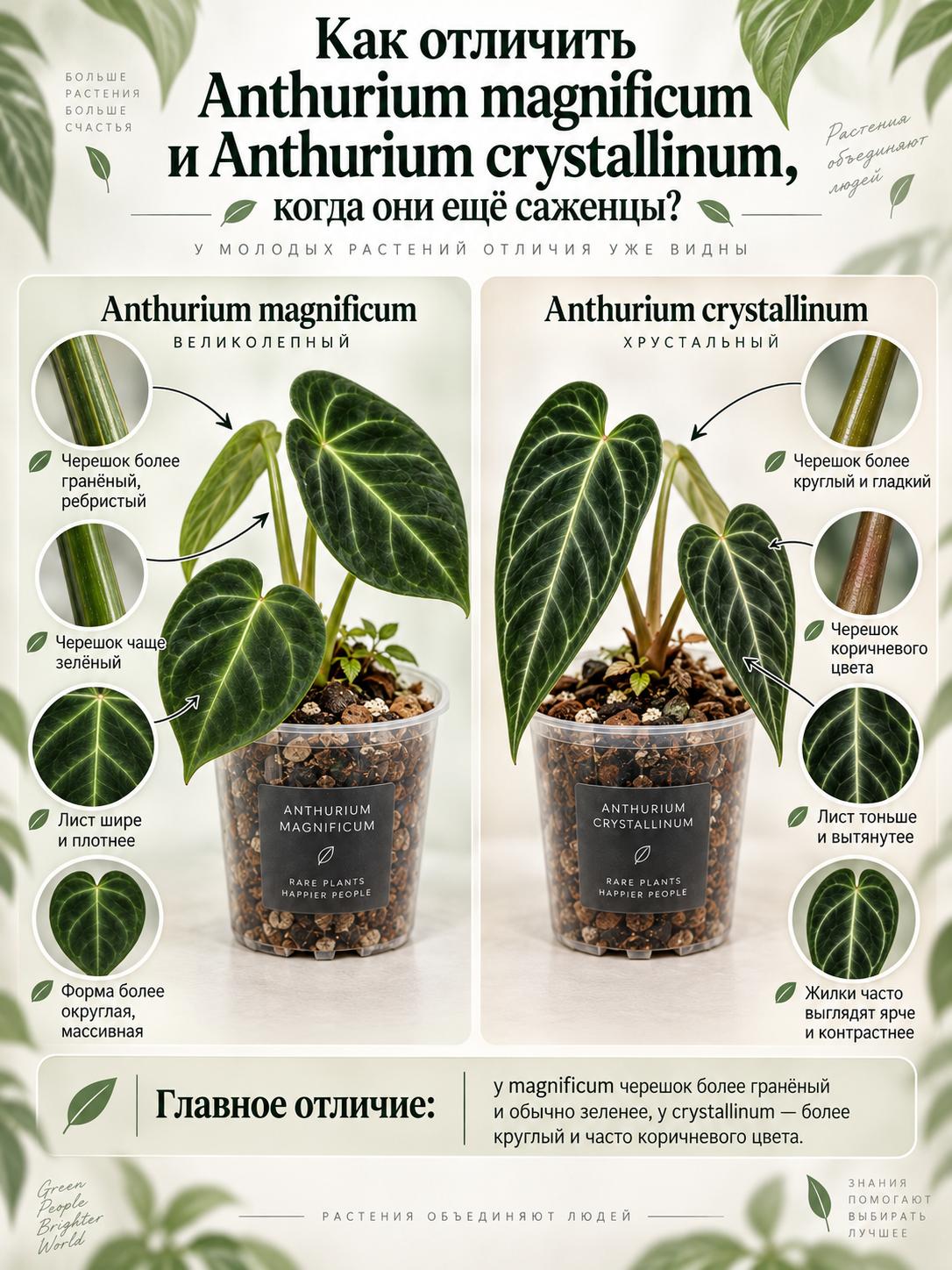 Антуриум Магнификум, или Великолепный (Anthurium Magnificum) D6см