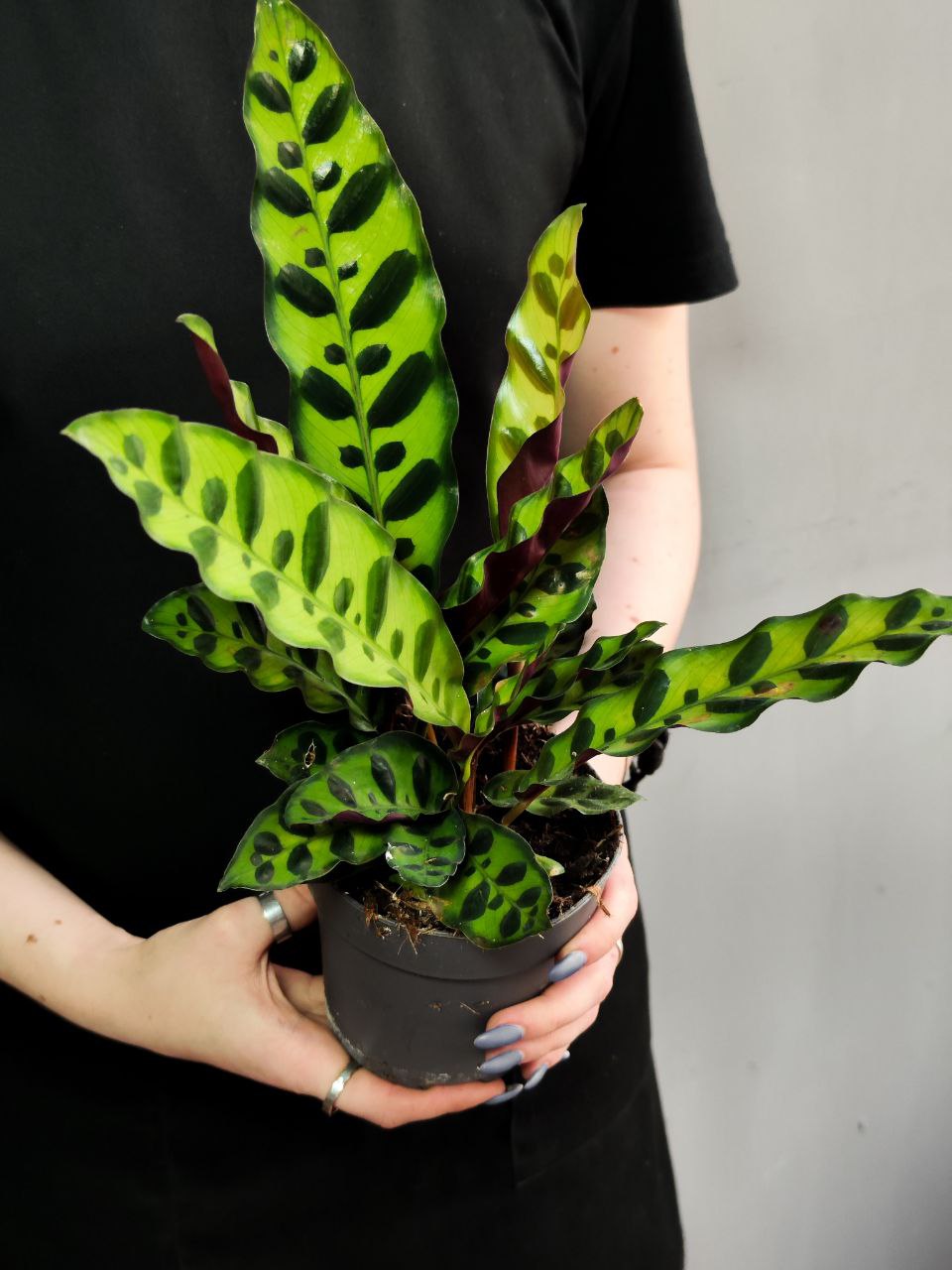 Калатея Лансифолия (Calathea Lancifolia) D12см