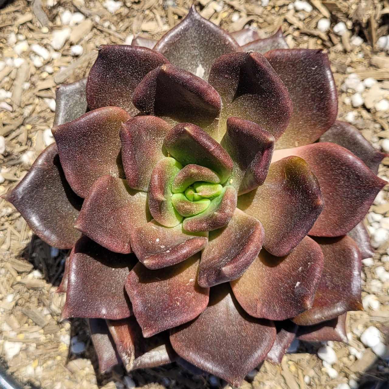 Эхеверия Эхос (Echeveria Echos) D5см
