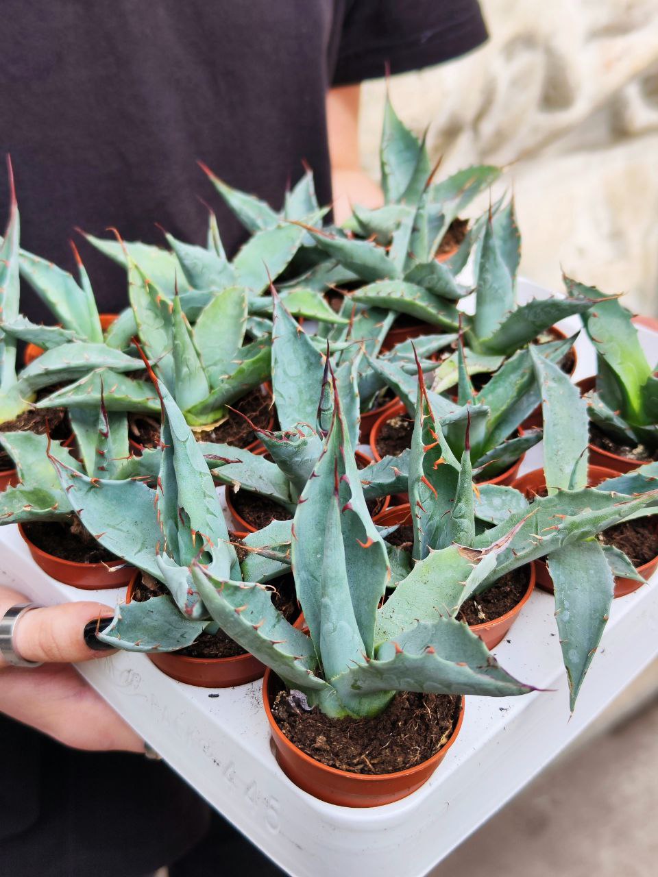 Агава Паррасская (Agave Parrasana) D5см