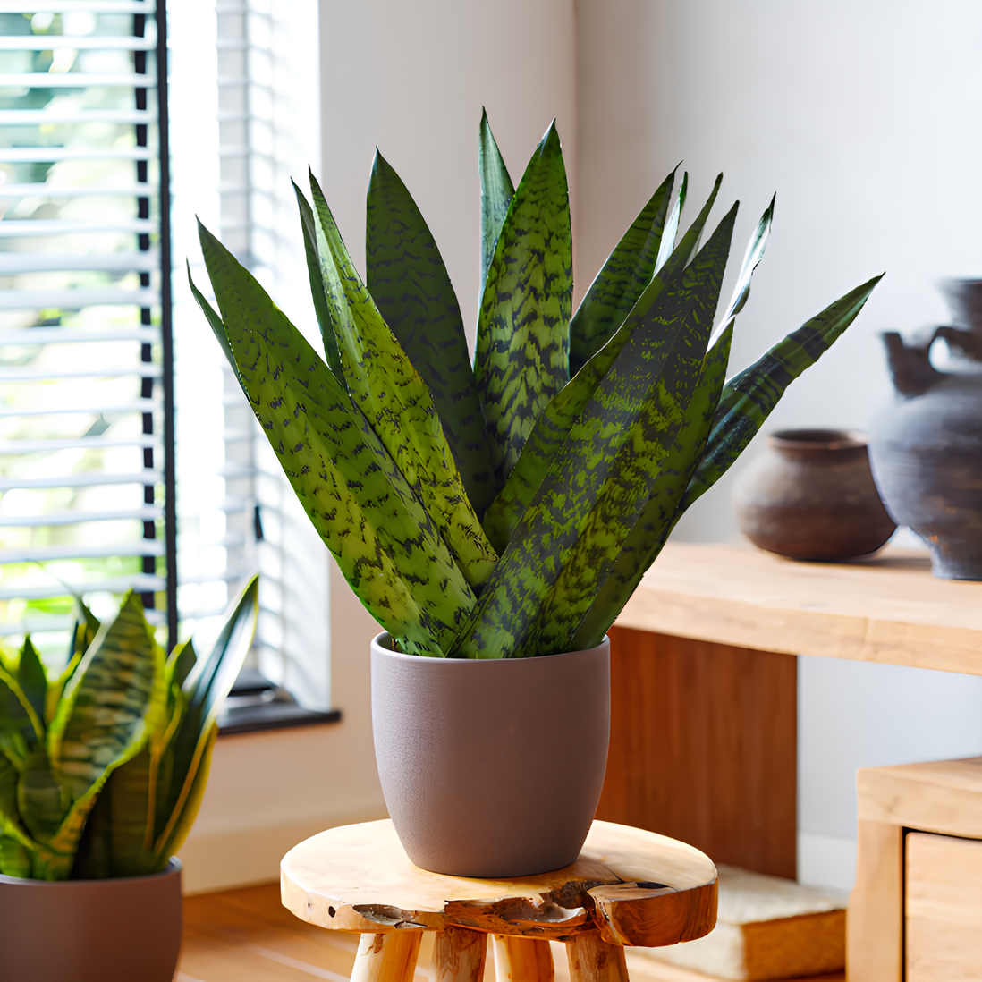 Сансевиерия Зейланика Фан (Sansevieria Zeylanica Fan) D6см