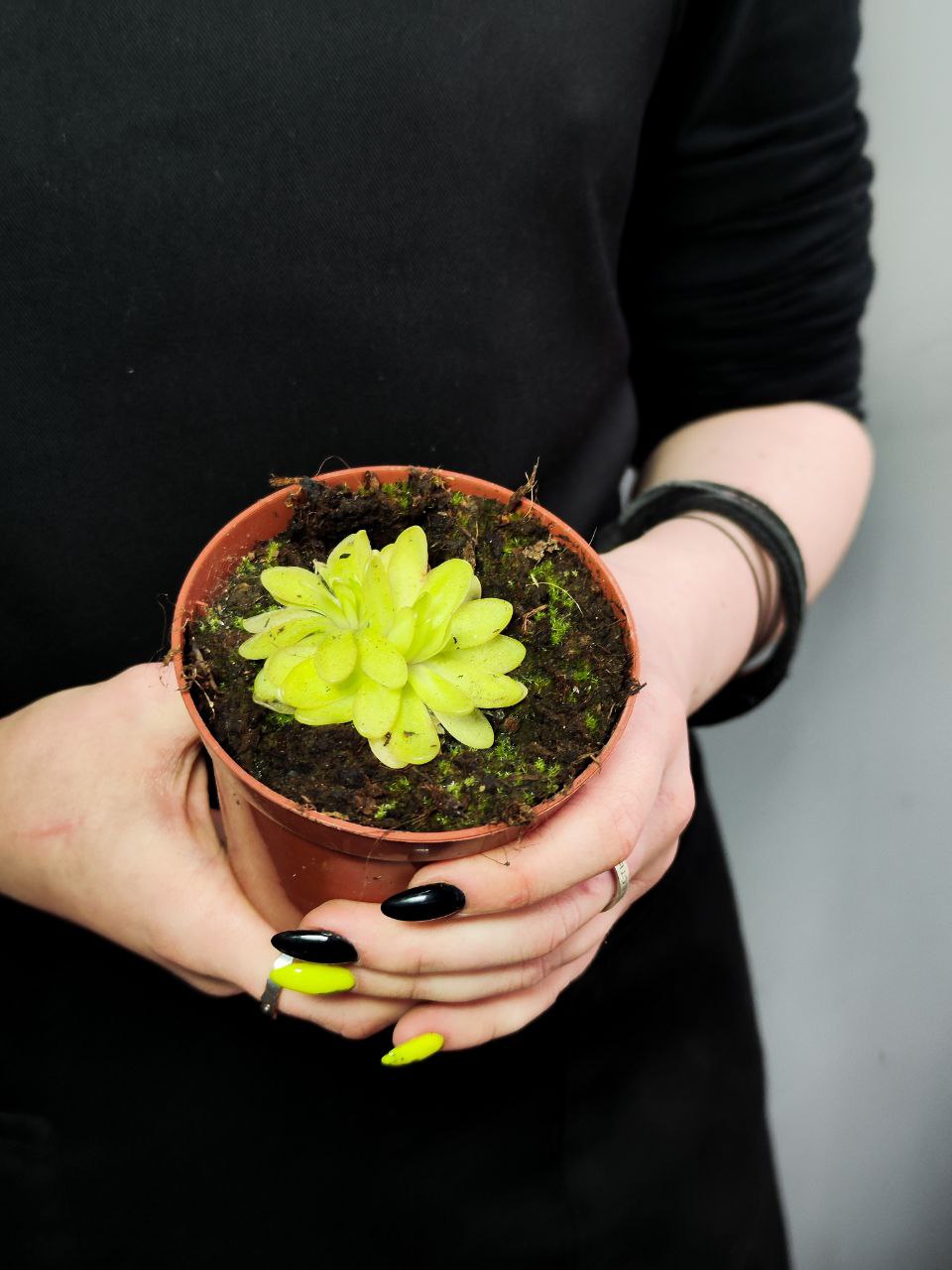 Жирянка Анна (Pinguicula Anna) D9см