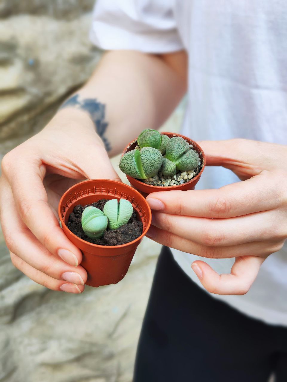 Плейоспилос Нелли Грин уцен. (Pleiospilos Nelii Green) D5см