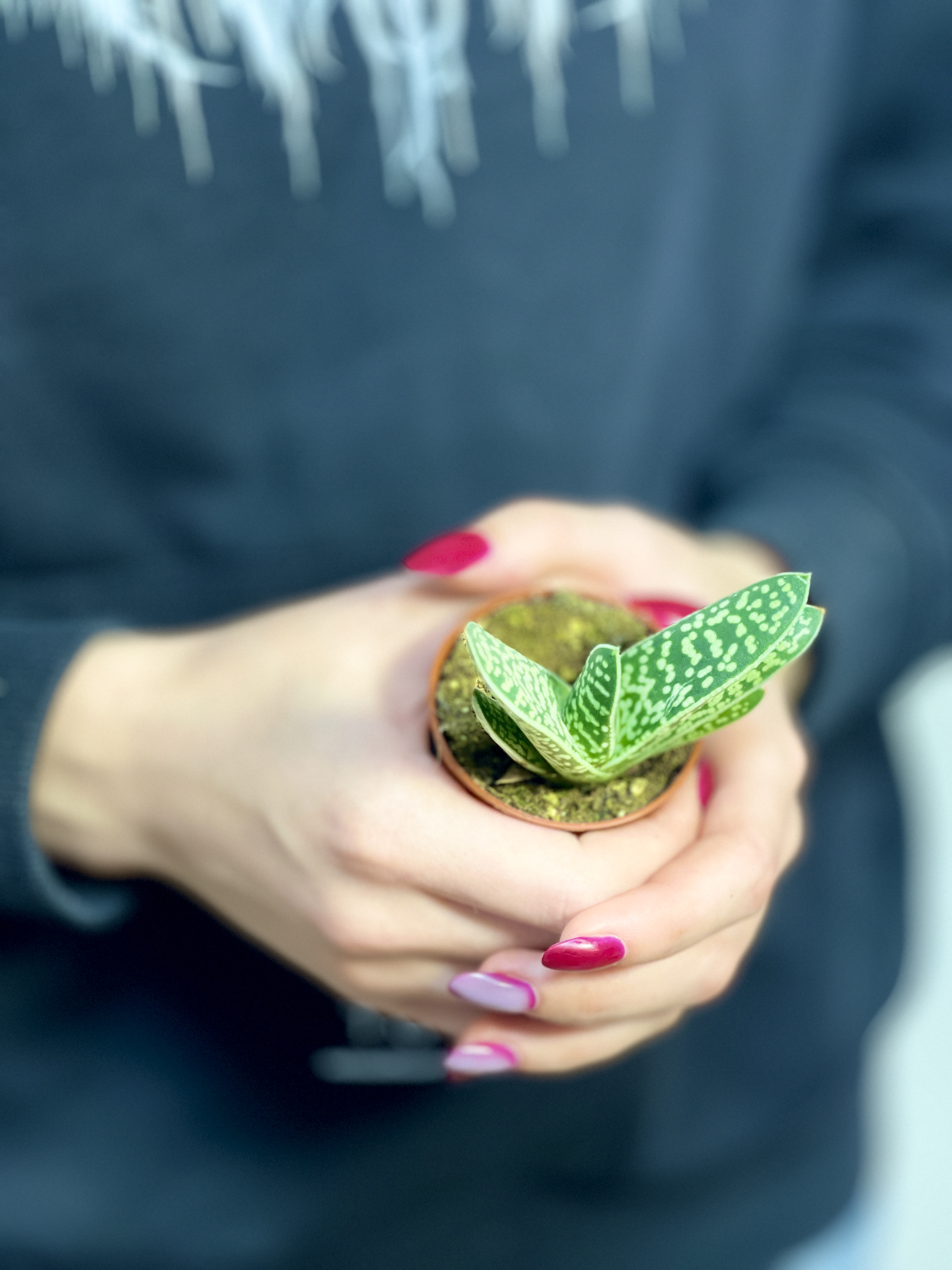 Алоэ Пестрое Мэджик (Aloe Variegata Magic) D5см