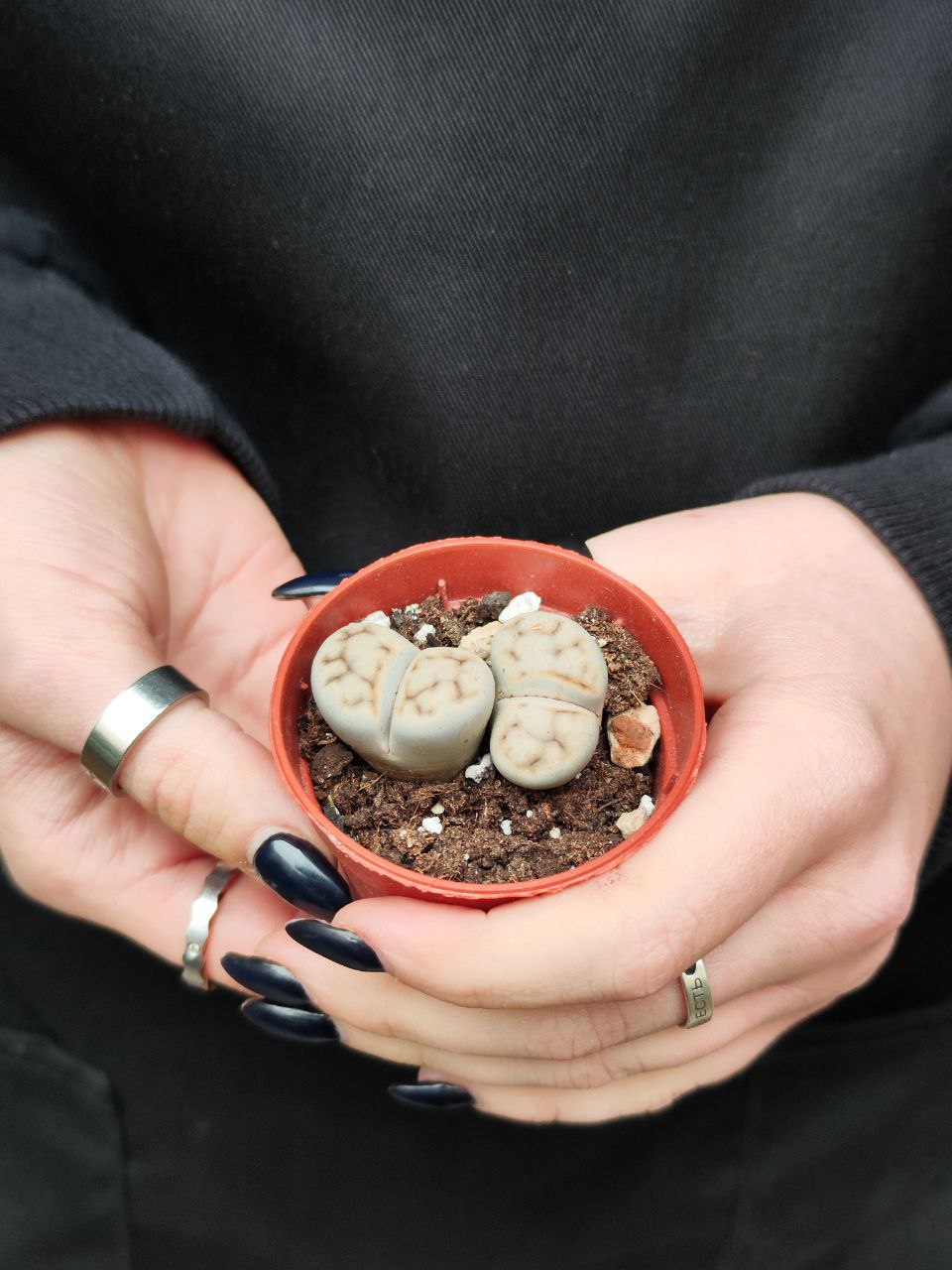 Литопсы Парочка (Lithops Duo) D5см