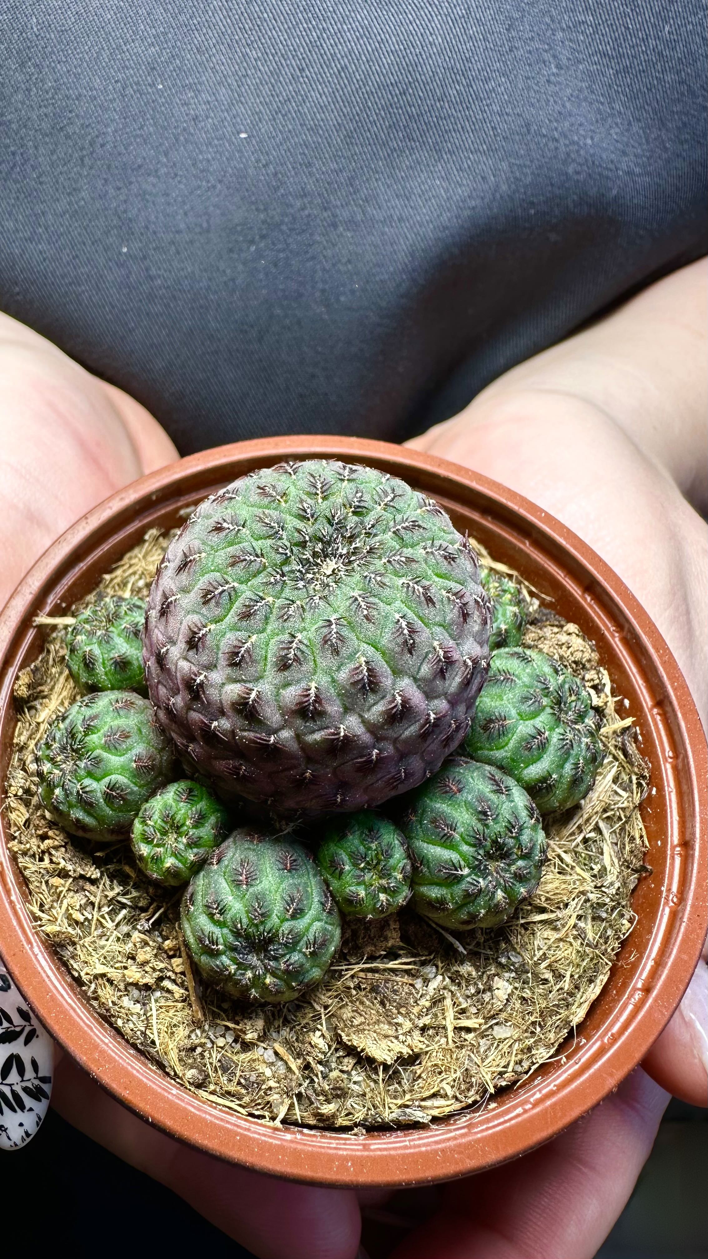 Сулькоребуция Рауша Фиолетовая (Sulcorebutia Rauschii Violet) D8,5см