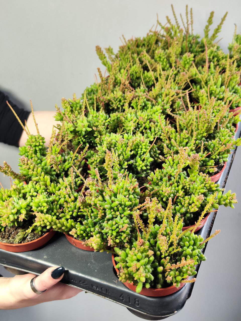 Рипсалис Мезембриантемовый (Rhipsalis Mesembryanthemoides) D8,5см