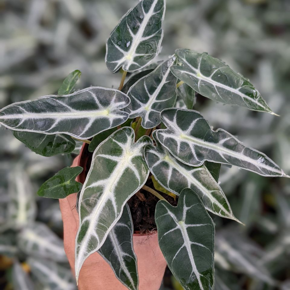 Алоказия Бамбино Эрроу (Alocasia Bambino Arrow) D6см