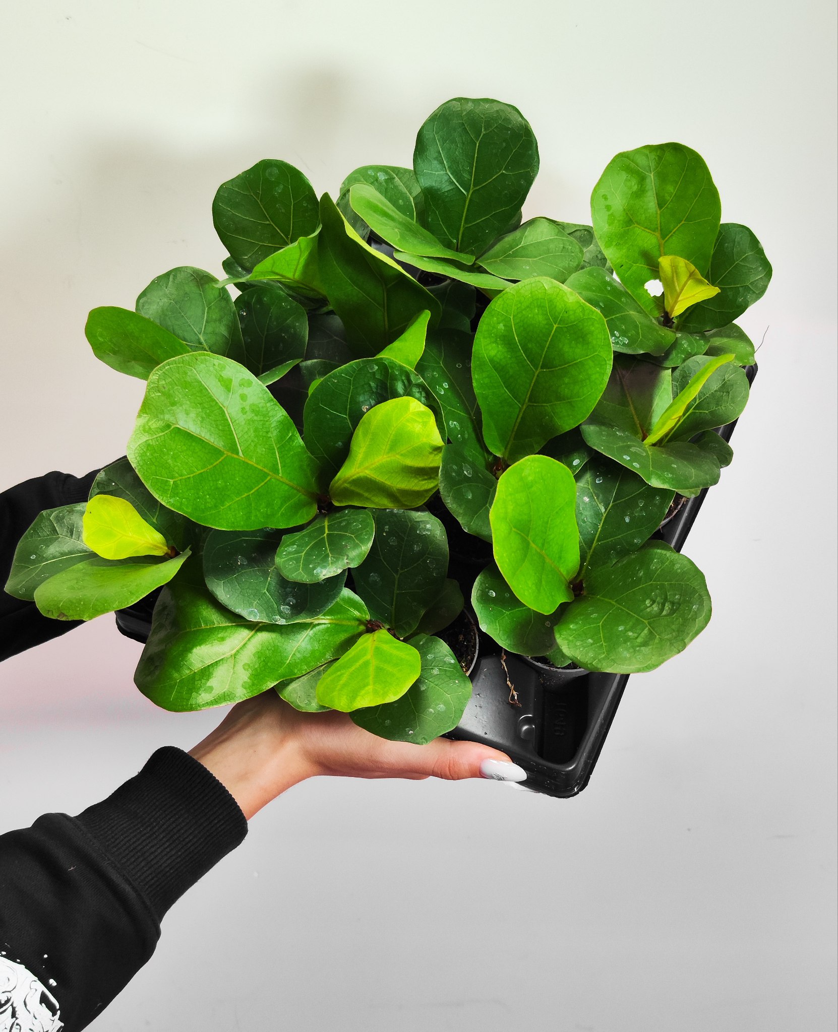 Фикус Лирата «Классический» (Ficus Lyrata) D6см