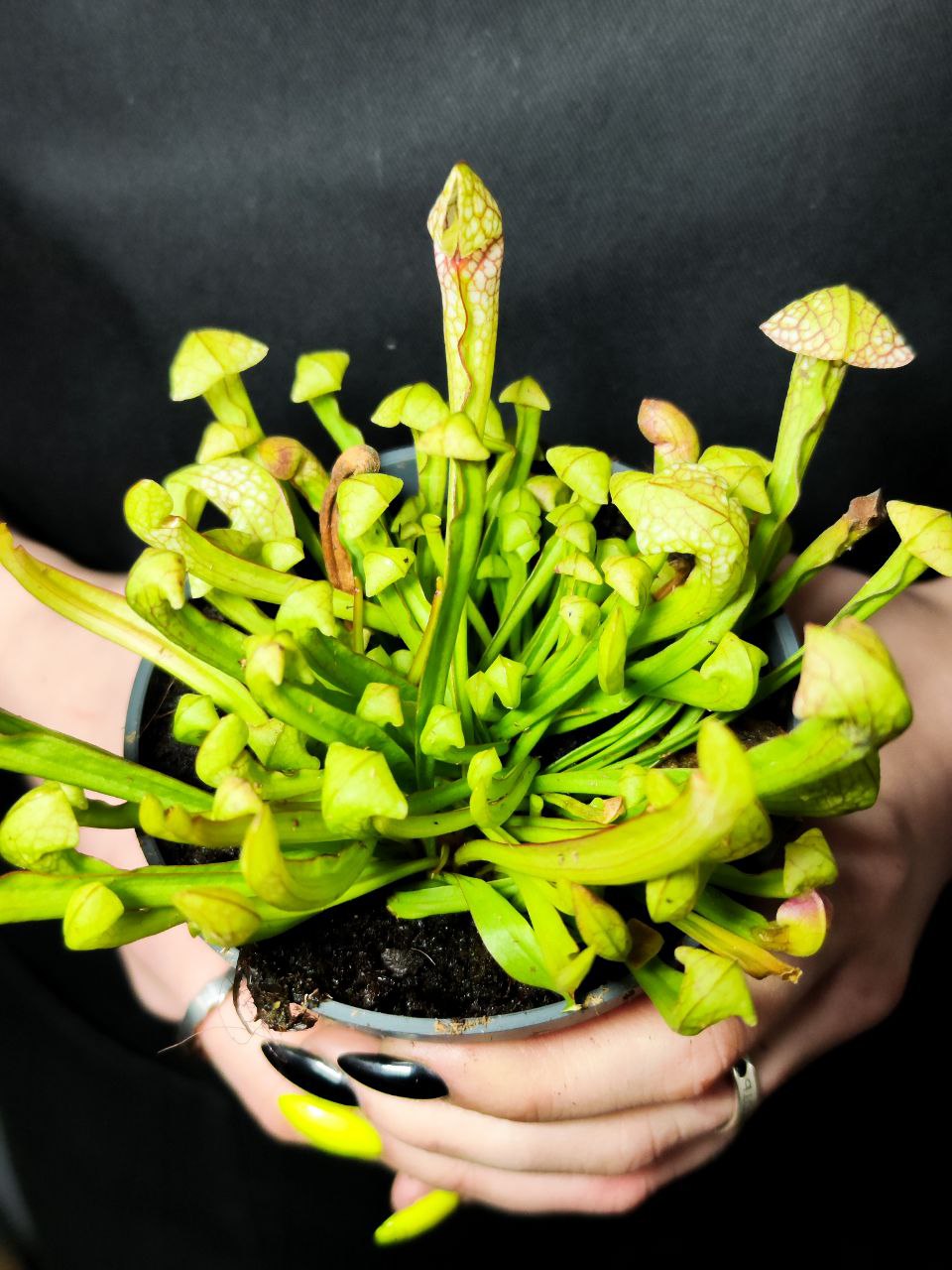 Саррацения Риглиана (Sarracenia Wrigleyana) D9см