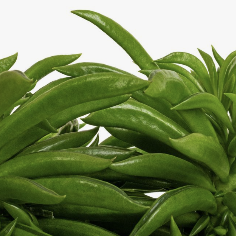 Пеперомия Хэппи Бин (Peperomia Happy Bean) D5см