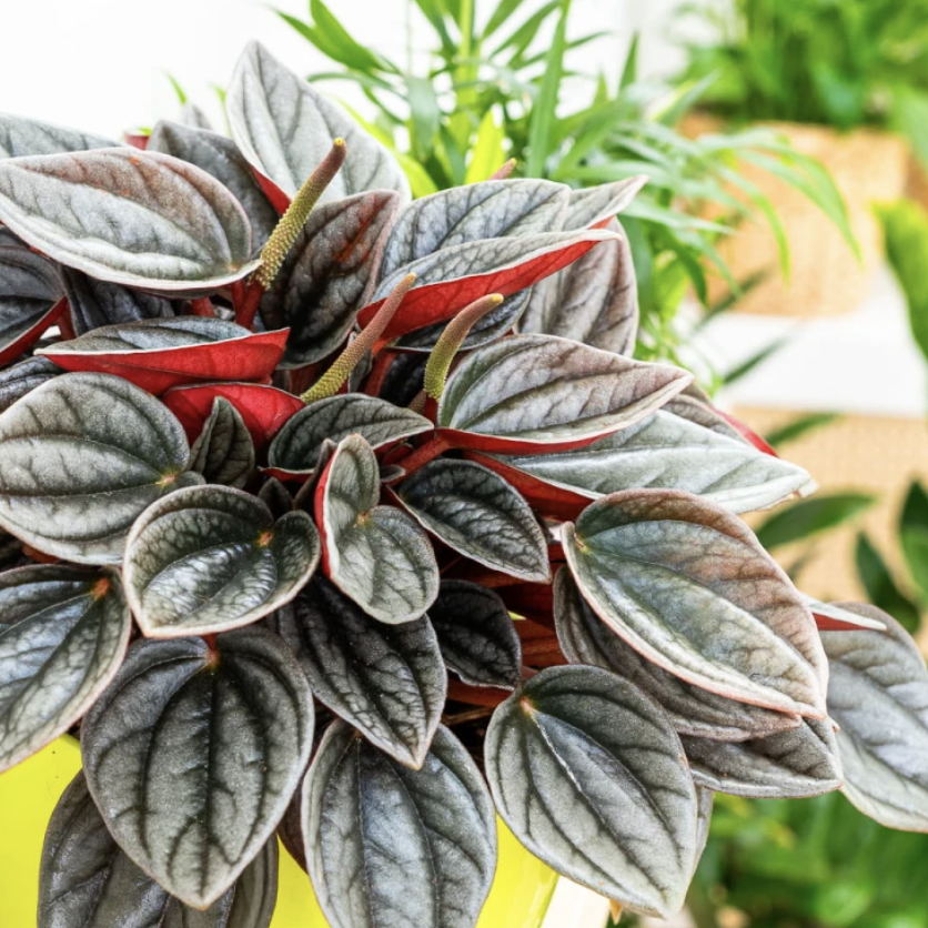 Пеперомия Каперата Санторини (Peperomia Santorini) D12см