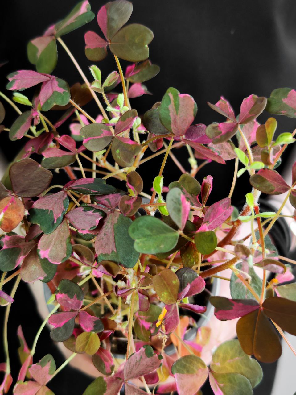 Оксалис Крейзи Плам, Кислица (Oxalis Crazy Plum) D10см