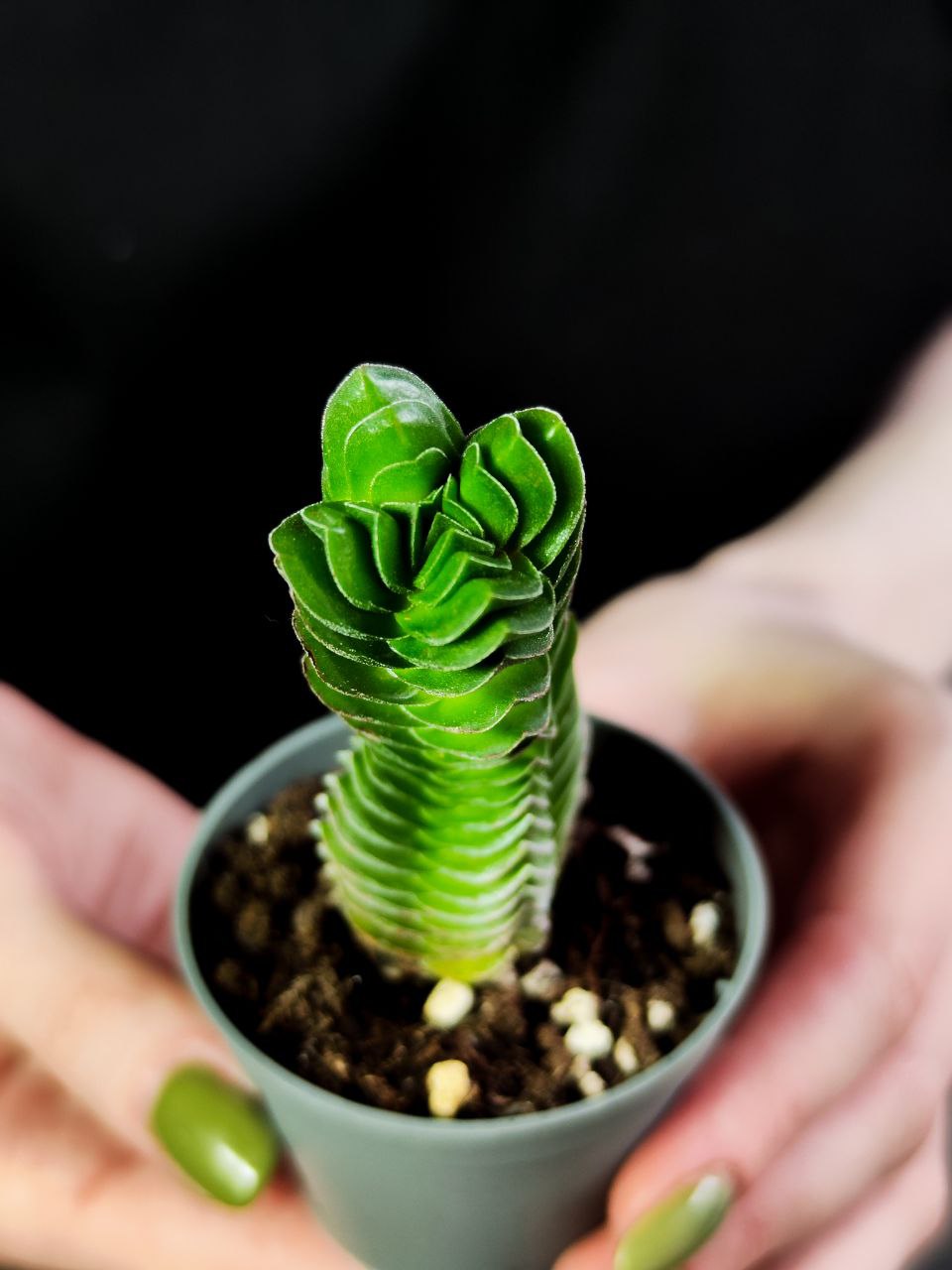 Крассула Храм Будды (Crassula Buddha´s Temple) D5см