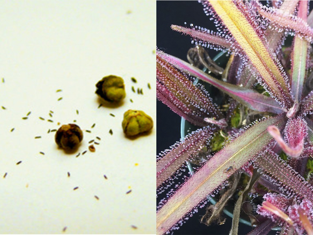 Семена Росянки Адель (Drosera adelae) 8 шт