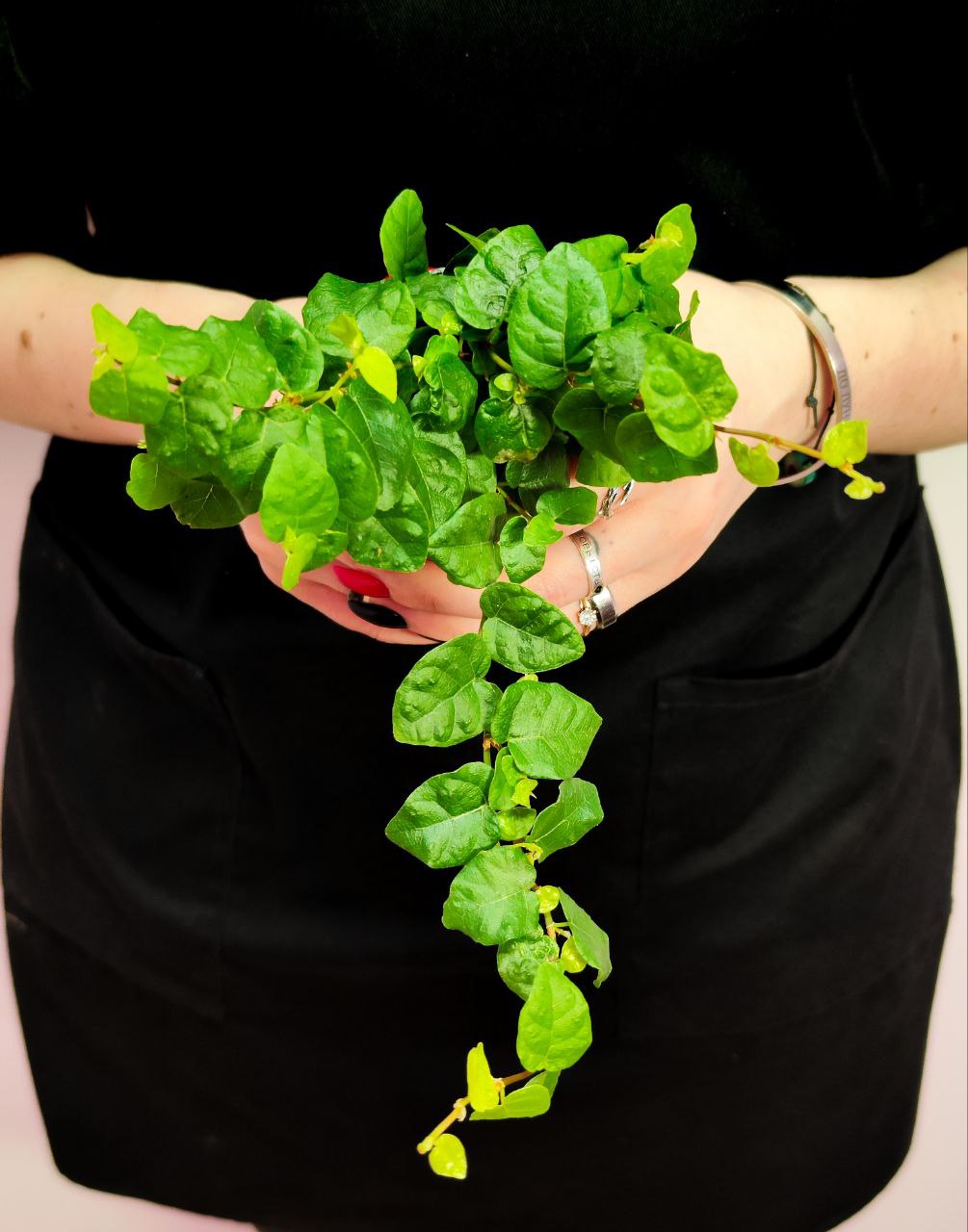 Фикус Пумила Арина (Ficus Pumila Arina) D6см