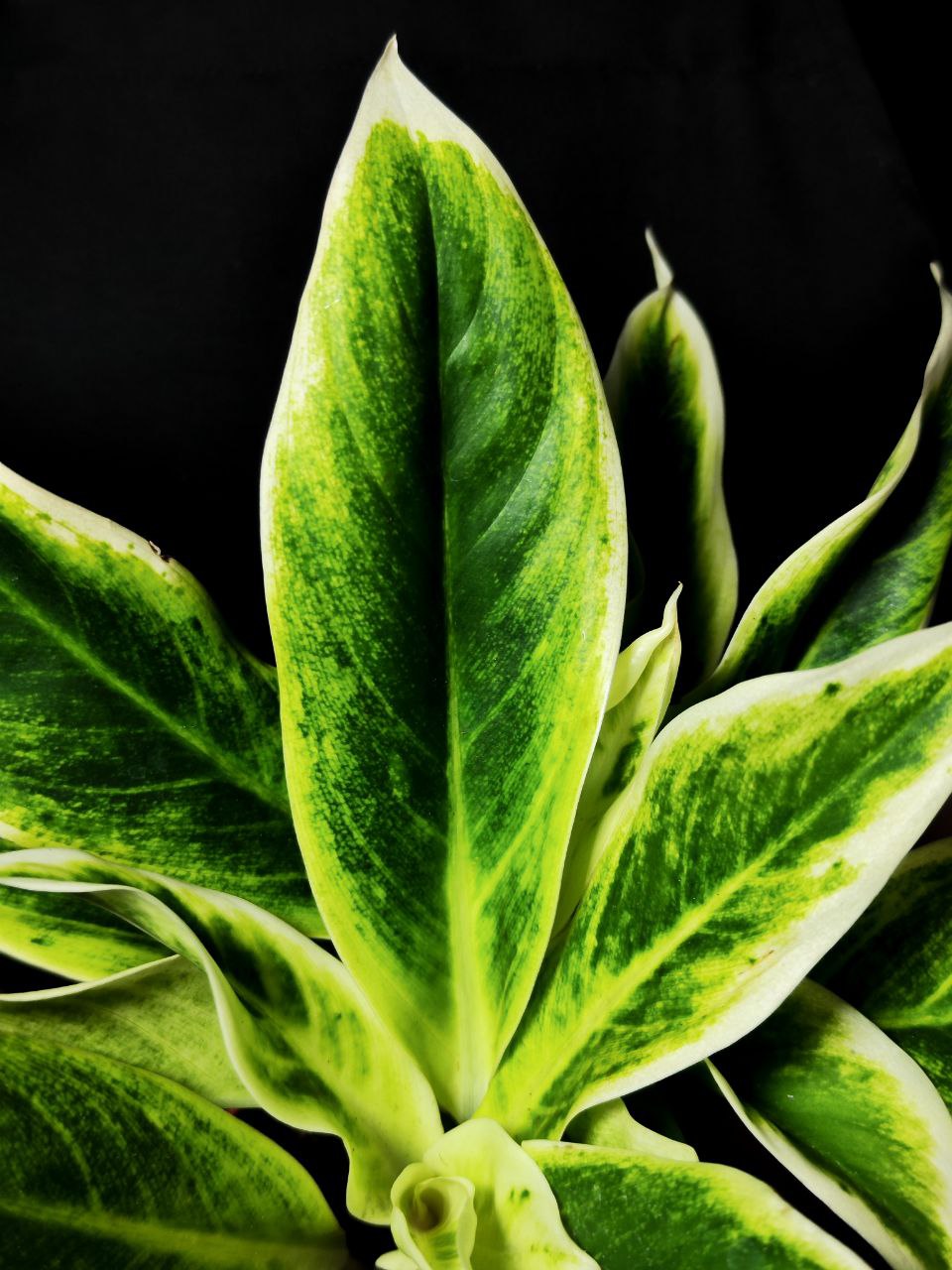 Аглаонема Липстик Грин (Aglaonema Lipstick Green) D12см