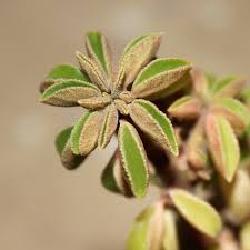 Пеперомия Асперула (Peperomia Asperula) D5см