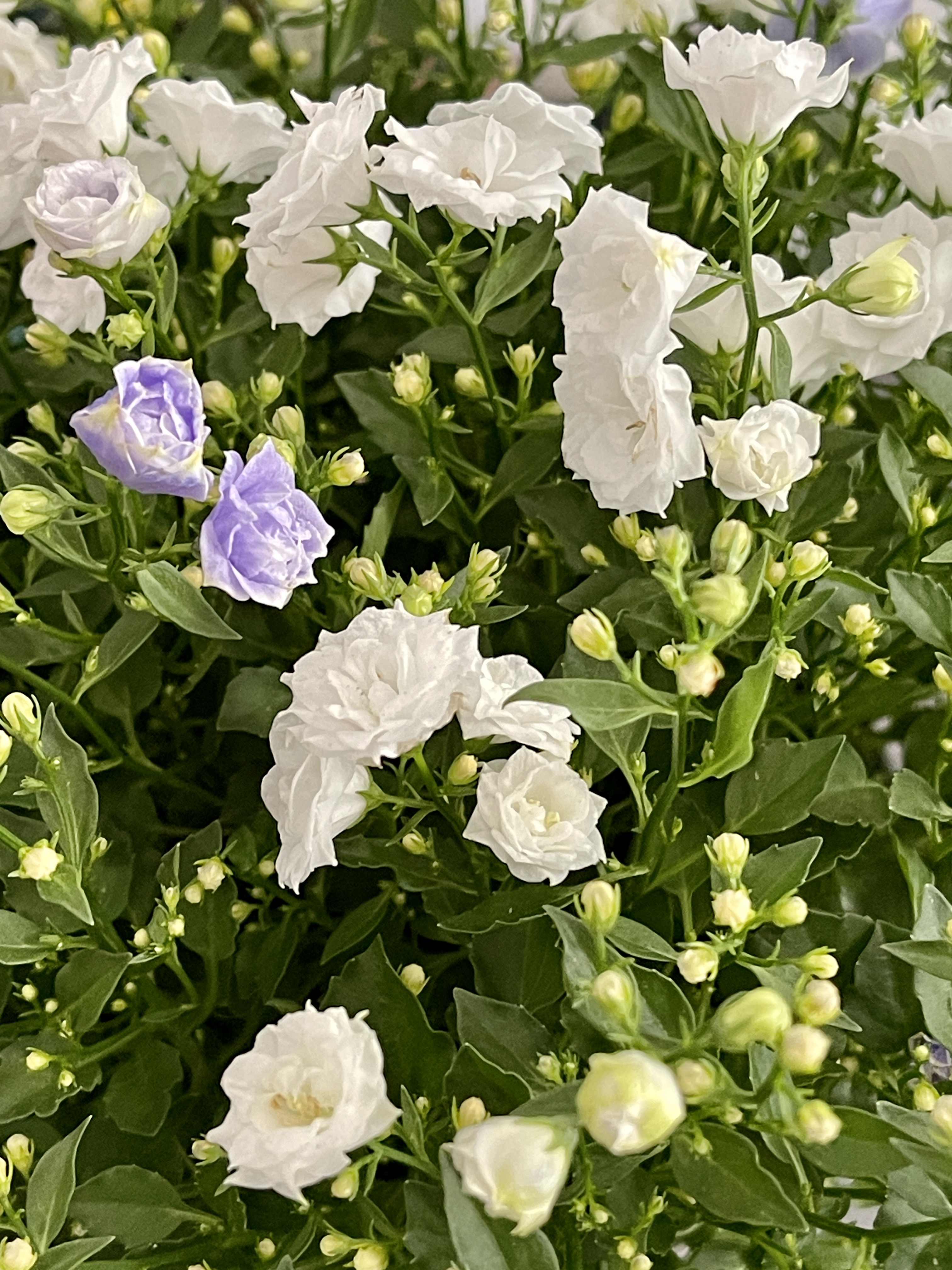 Кампанула Бали махровая двухцветная (Campanula Bali Multi) D12см