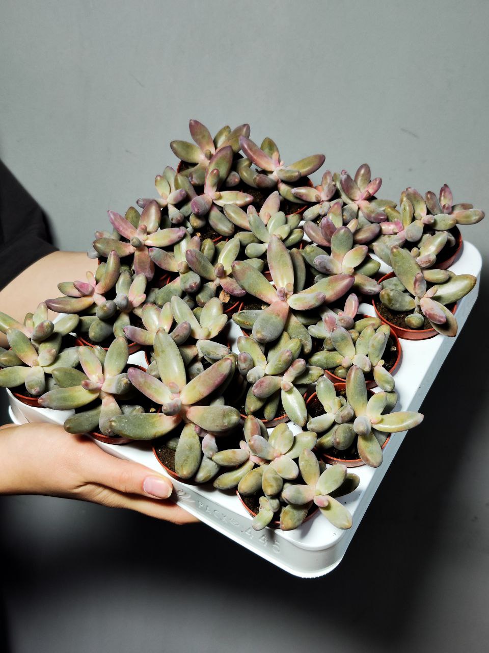 Пахифитум Яйценосный Капитан Джессоп (Pachyphytum Oviferum Captain Jessop) D5см