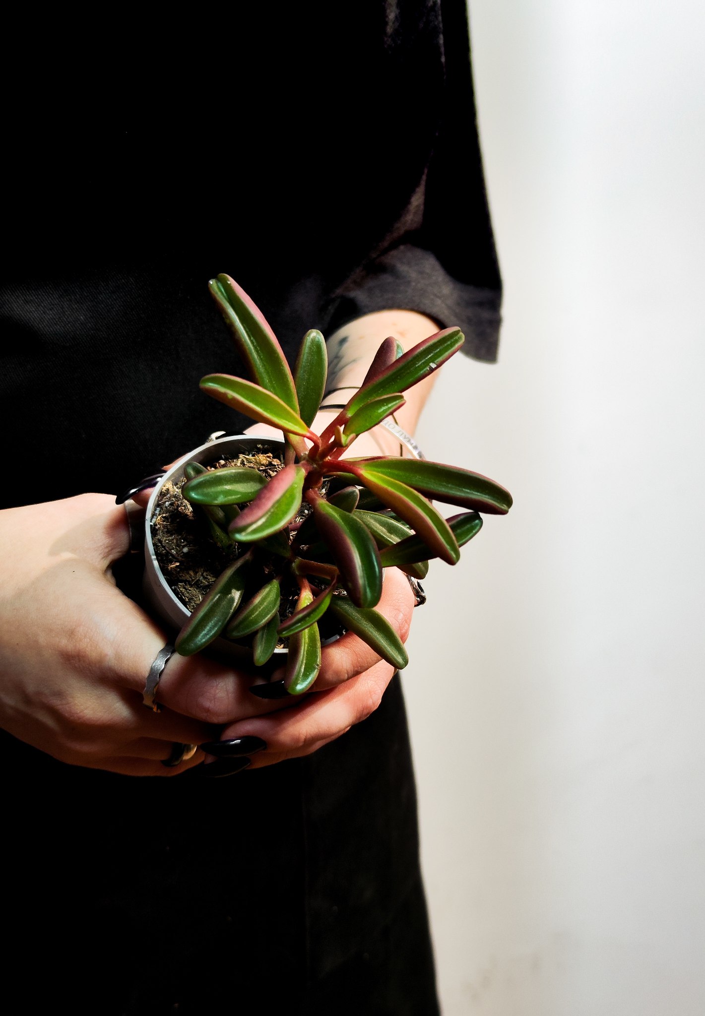 Пеперомия Пахучая (Peperomia Graveolens) D6см