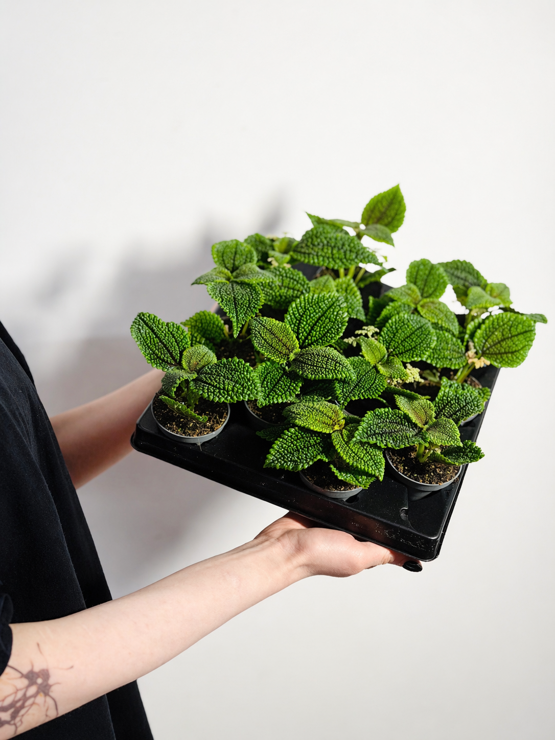 Пилея Мун Валли (Pilea Moon Valley) D6см