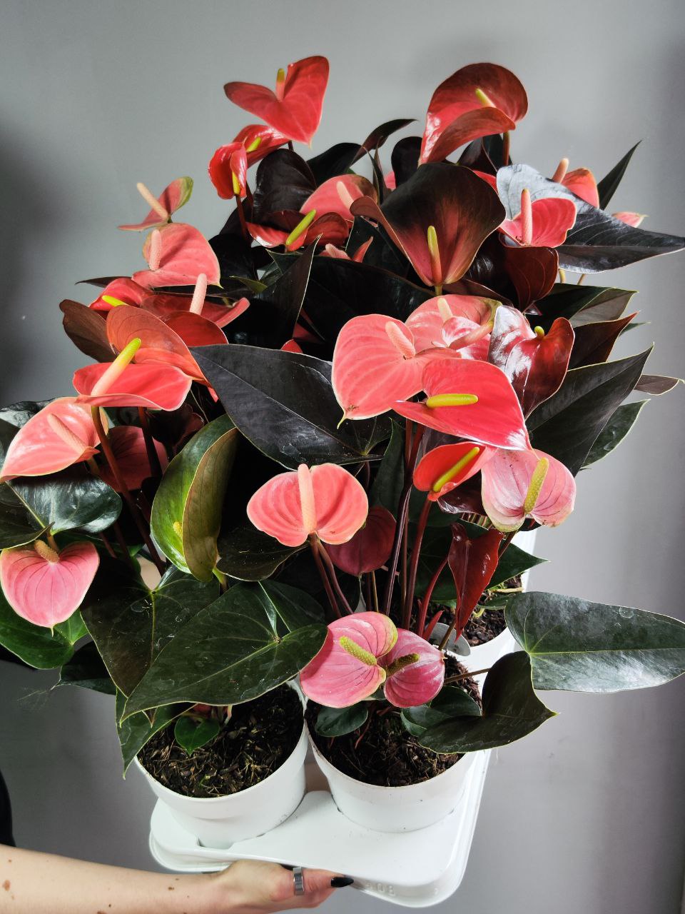 Антуриум Андреанум Рейнбоу Чемпион (Anthurium An Rainbow Champion) D14см