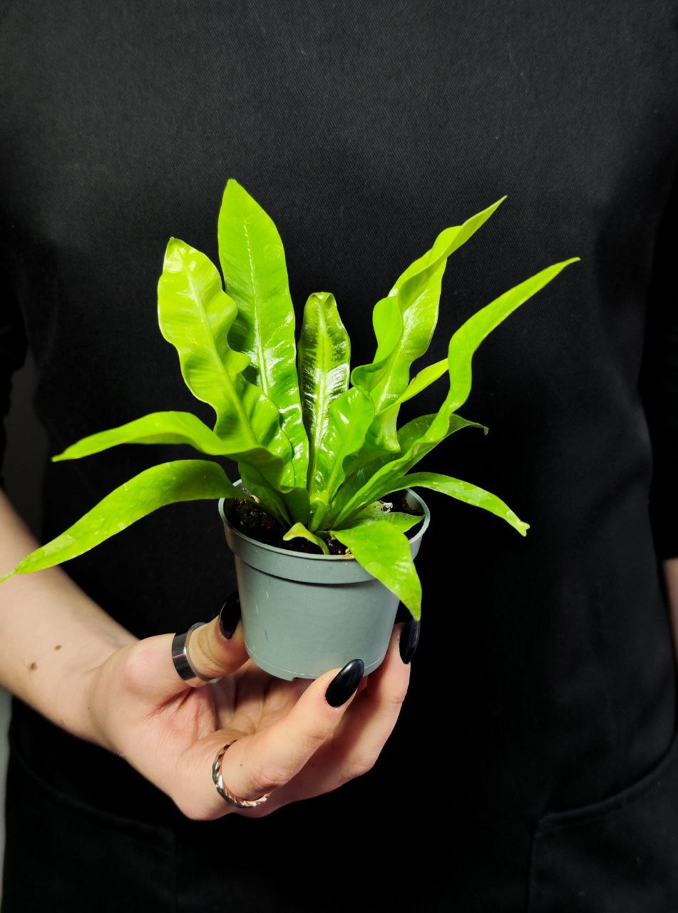Папоротник Асплениум Криспи Вейв (Asplenium Crispy Wave) D6см