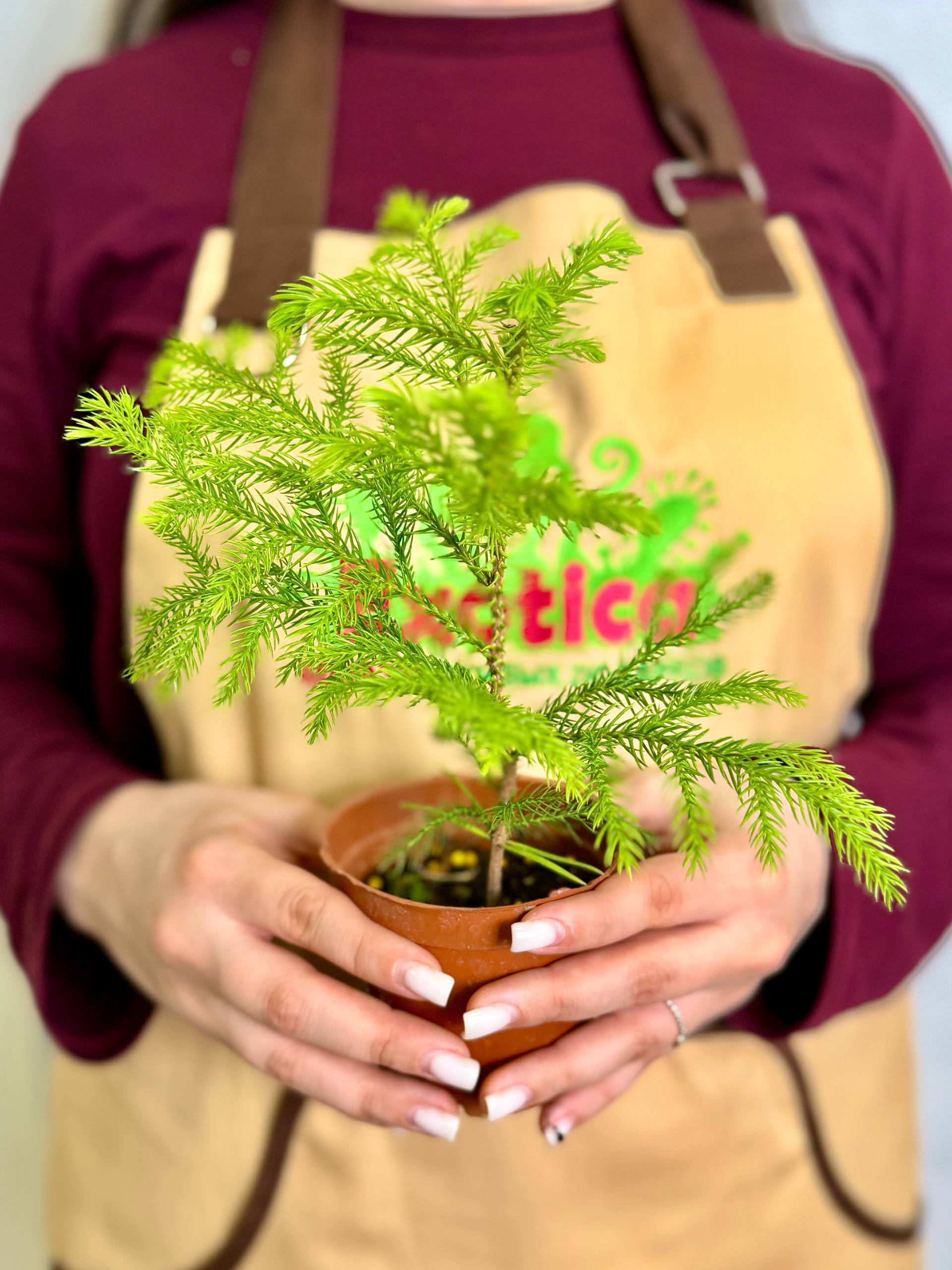 Араукария Разнолистная (Araucaria Heterophylla) D9см