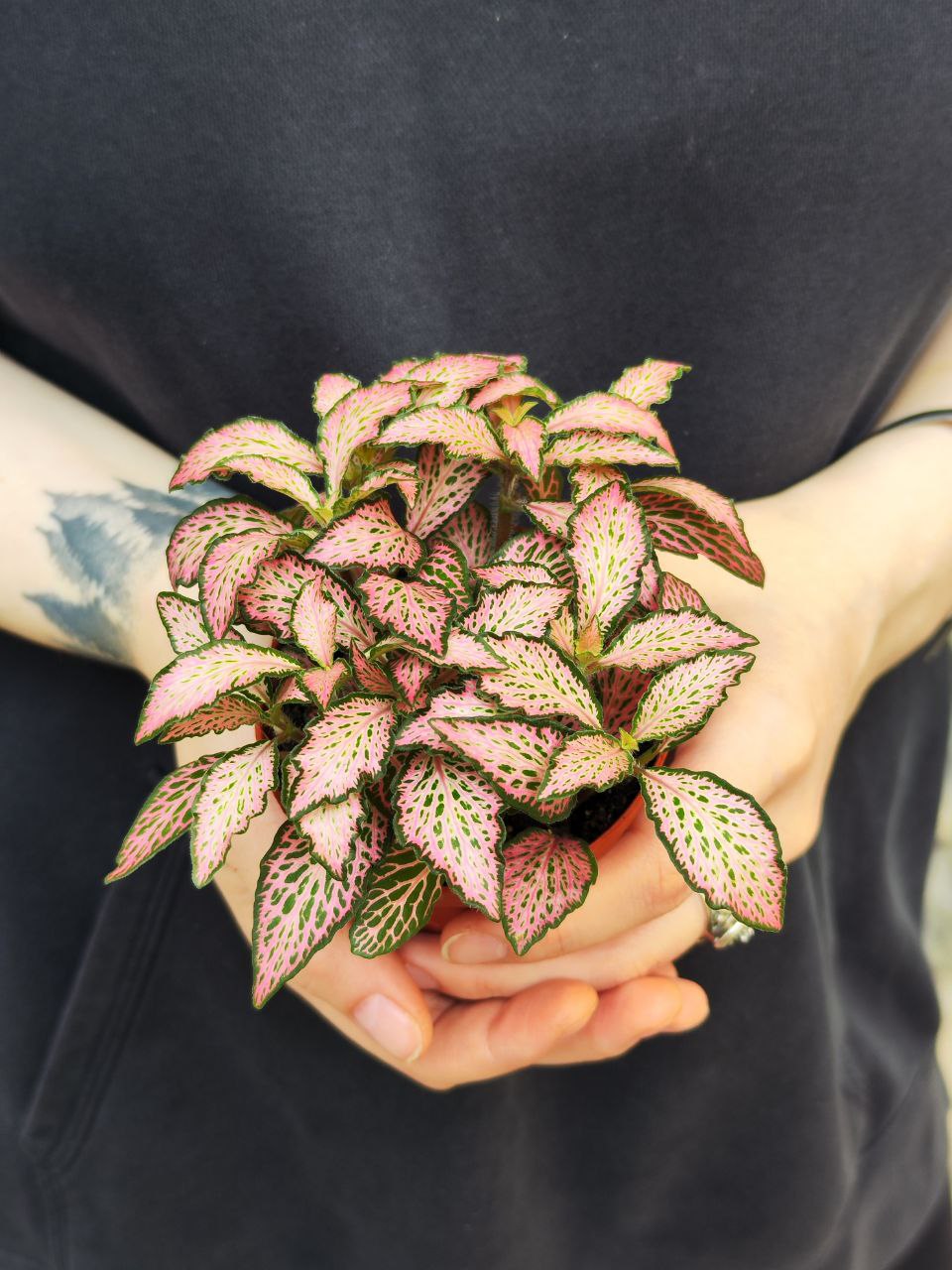 Фиттония Розовая Форест Флейм (Fittonia Pink Forest Flame) D8,5см
