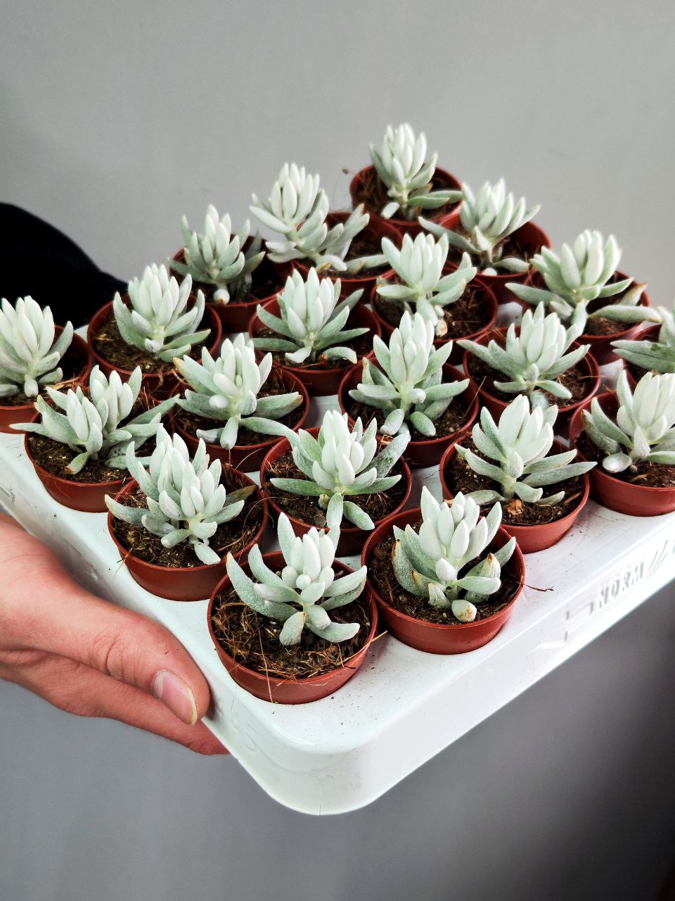 Крестовник Хаворта (Senecio Haworthii) D5см