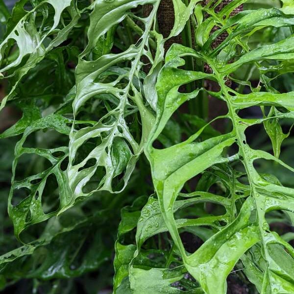 Монстера Обликва Перу (Monstera Obliqua Peru) D6см